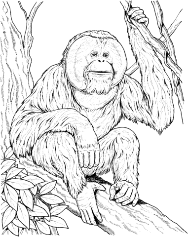 Orangutan Sits On A Branch Coloring Page